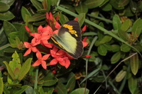 Yellow Orange Tip - ssp verna - female  - Ta Phraya NP