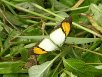 Yellow Orange Tip - ssp verna - male  - Phuket