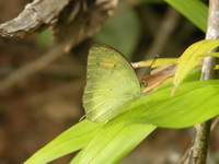 Yellow Orange Tip - ssp verna - male  - Phuket