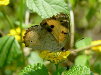 Yellow Pansy - ssp hierta - male  - Khao Sok NP