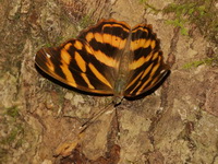 Yellow Pasha - ssp marathus - female  - Phu Khieo WS