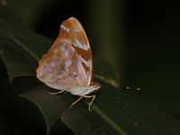 Yellow Pasha - ssp marathus - male  - Baan Maka