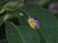 Yellow Puffin - ssp perakana  - Betong