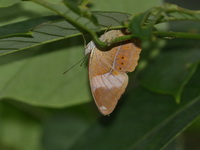 Yellow-banded Yeoman - ssp orrisa - female  - Bala