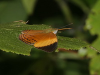Yellow-banded Yeoman - ssp orrisa - male  - Khao Ramrom
