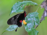 Yellow-bodied Clubtail - ssp manasukkiti - female  - Khao Luang Krung Ching NP