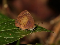 Yellow-disc Tailless Oakblue - ssp perimuta  - Khun Nan NP