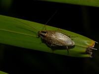 Blattella asahinai  - Phuket