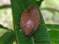 Unidentified Pseudophoraspis sp  - Phuket