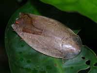 Unidentified Pseudophoraspis sp  - Phuket