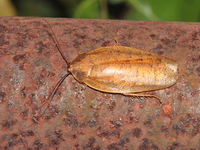 Unidentified Pseudophoraspis sp  - Khao Ramrom