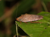 Unidentified Pseudophoraspis sp  - Nai Chong FR