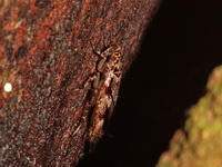 Unidentified Pseudophyllodromia sp  - Betong