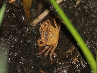 Unidentified Gecarcinucinae subfamily  - Rayong