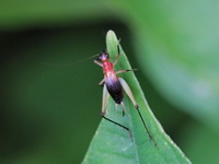 Homoeoxipha lycoides  - Phuket
