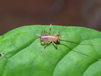 Unidentified Gryllidae family  - Phuket