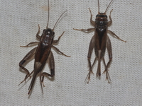 Unidentified Gryllidae family  - Baan Maka