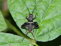 Unidentified Gryllidae family  - Phuket