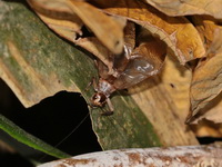 Unidentified Gryllidae family  - Kaeng Krachan NP