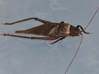 Unidentified Gryllidae family  - Khao Phanom Bencha NP