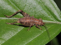 Unidentified Gryllidae family  - Khao Ang Rue Nai WS