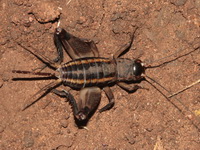 Unidentified Gryllidae family  - Sai Yok NP