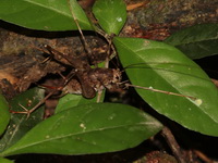 Unidentified Rhaphidophora sp  - Kaeng Krachan