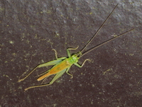 Unidentified Trigonidiidae family  - Khao Ramrom