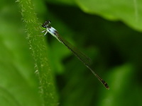 Agriocnemis femina - male  - Phuket