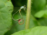 Agriocnemis femina  - Phuket