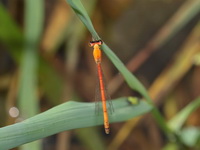Agriocnemis minima - teneral female  - Baan Maka