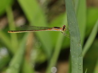 Agriocnemis pygmaea - young female  - Baan Maka