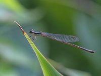 Argiocnemis rubescens - female  - Phuket