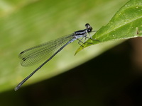 Argiocnemis rubescens - female  - Lam Nam Kraburi NP