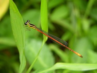 Argiocnemis rubescens - male  - Phuket