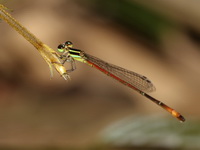 Argiocnemis rubescens - male  - Lam Nam Kraburi NP