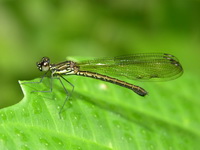 Aristocypha fenestrella - female  - Phuket