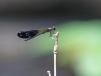 Aristocypha fenestrella - male  - Doi Chiang Dao WS