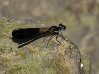 Aristocypha fenestrella - male  - Lam Nam Kraburi NP
