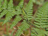 Ceriagrion fallax - ssp pendleburyi  - Phu Kradueng NP