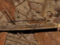 Copera marginipes - female  - Phu Langka NP