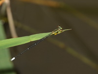 Copera marginipes - male  - Chantaburi