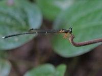 Copera vittata - male  - Phuket