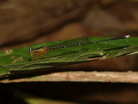 Copera vittata - male  - Sri Phang Nga NP
