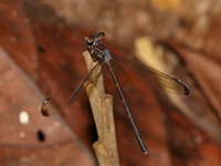 Devadatta argyoides - female  - Lam Nam Kraburi NP