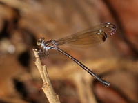Devadatta argyoides - female  - Lam Nam Kraburi NP