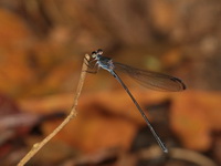 Devadatta argyoides - male  - Kaeng Krachan NP