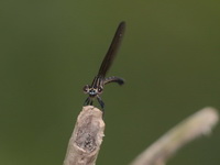 Euphaea masoni - female  - Khao Luang NP