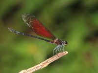 Euphaea ochracea - male  - Khao Laem NP