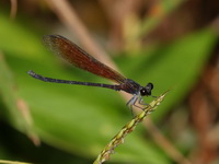 Euphaea ochracea - male  - Thong Pha Phum NP